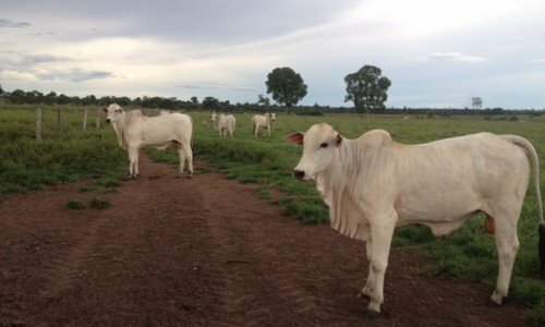 Fazenda em Nova Crixás Goias 305 alqueires