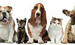 VENDO CLINICA VETERINÁRIA E PET SHOP