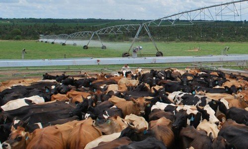 Fazenda 60000 hectares