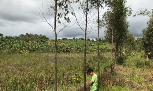 SITIO EM TANCREDO NEVES