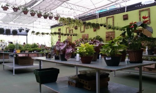 Loja de Plantas Ornamentais
