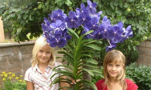 O principal orquidário do Brasil está a venda