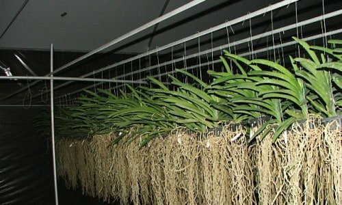 O principal orquidário do Brasil está a venda