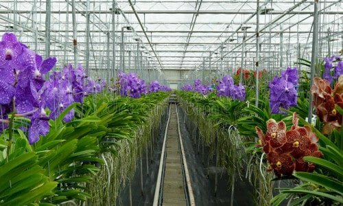 O principal orquidário do Brasil está a venda