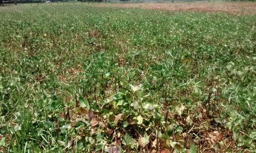Sitio Produção de alimentos Agro negócio