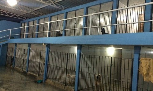 Clínica Veterinária