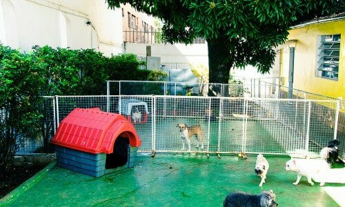 Vendo Pet Shop e Pet Hotel