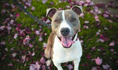 Creche para cachorro com potencial de aumento de faturamento