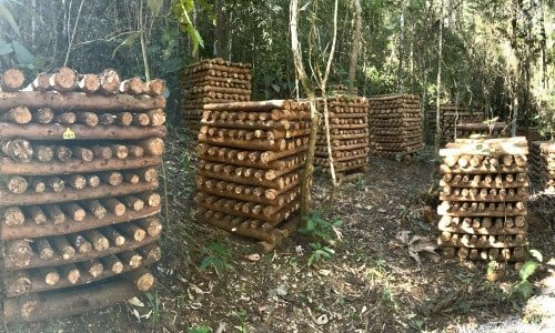 Fazenda produção de shiitake