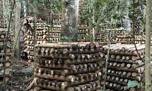 Fazenda produção de shiitake