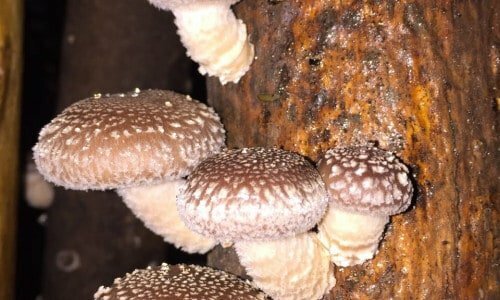 Produção shiitake orgânico