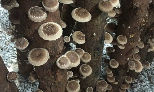 Produção shiitake orgânico