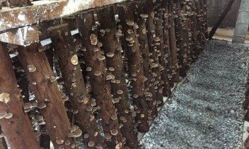Produção shiitake orgânico