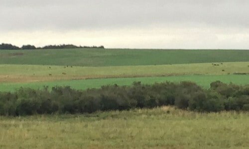 FAZENDA COM DUPLA APTIDÃO, SOJA E PECUÁRIA DE CORTE