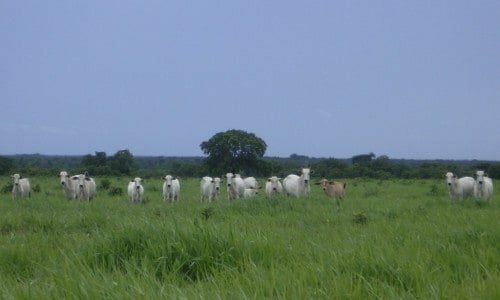Fazenda de Granden Porte