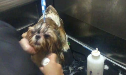 Pet móvel 30000