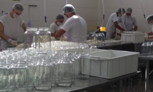 Fabrica de palmito