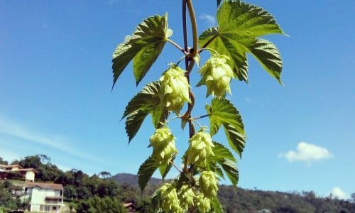 Cervejaria Artesanal, Imovel Ponto Equipos
