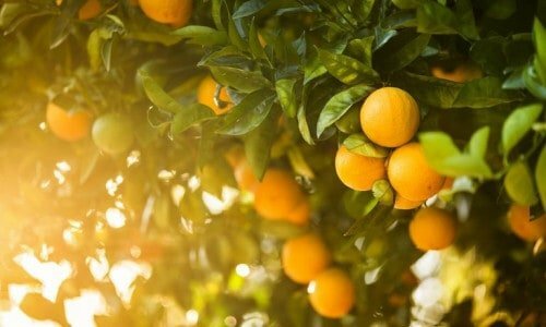 Empresa de Suco de Laranja