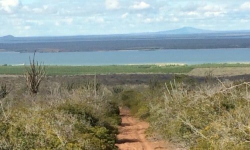 Fazenda produtora de coco com 10000 coqueiros