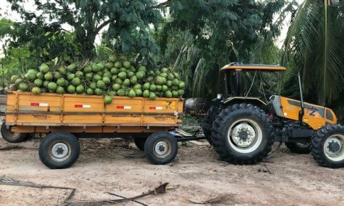 Fazenda produtora de coco com 10000 coqueiros