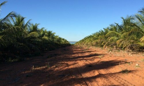 Fazenda produtora de coco com 10000 coqueiros