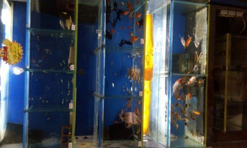 PetShop  Veterinária