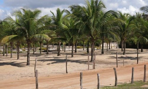 Sitio Canavieiras Bahia, excelente fonte de negocio