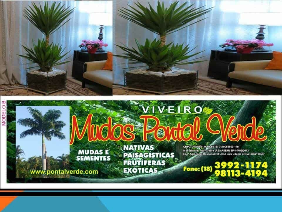 Vendo viveiro de mudas
