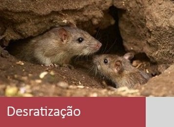 Empresa de Dedetização – Controle de Pragas na Grande SP