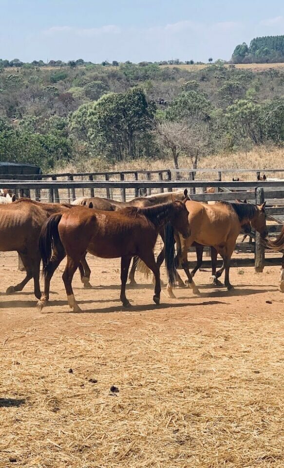 Fazenda no Distrito Federal próxima a Formosa/GO na beira do asfalto