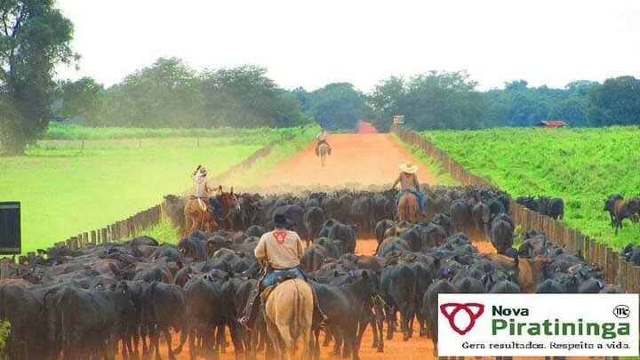 Fazenda Nova Piratininga