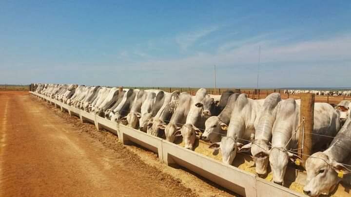 Fazenda Nova Piratininga