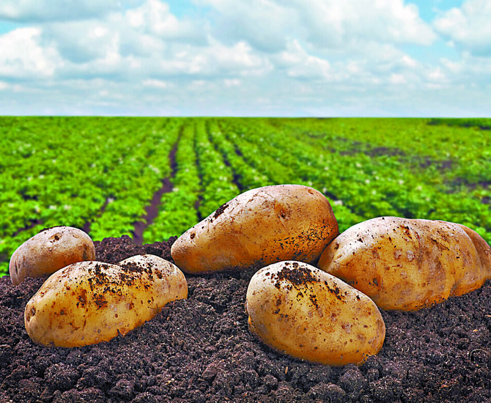 Indústria de alimentos