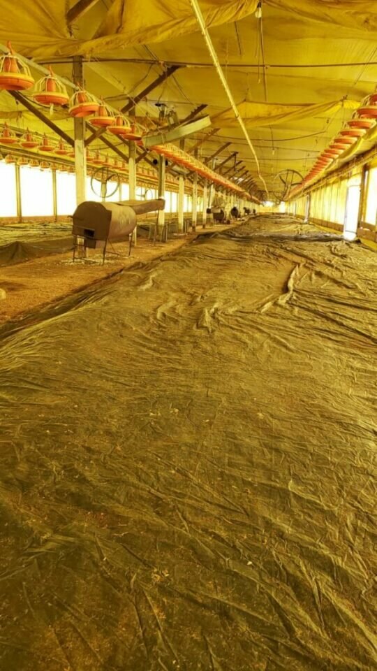 Granja de frangos de corte 80 mil aves