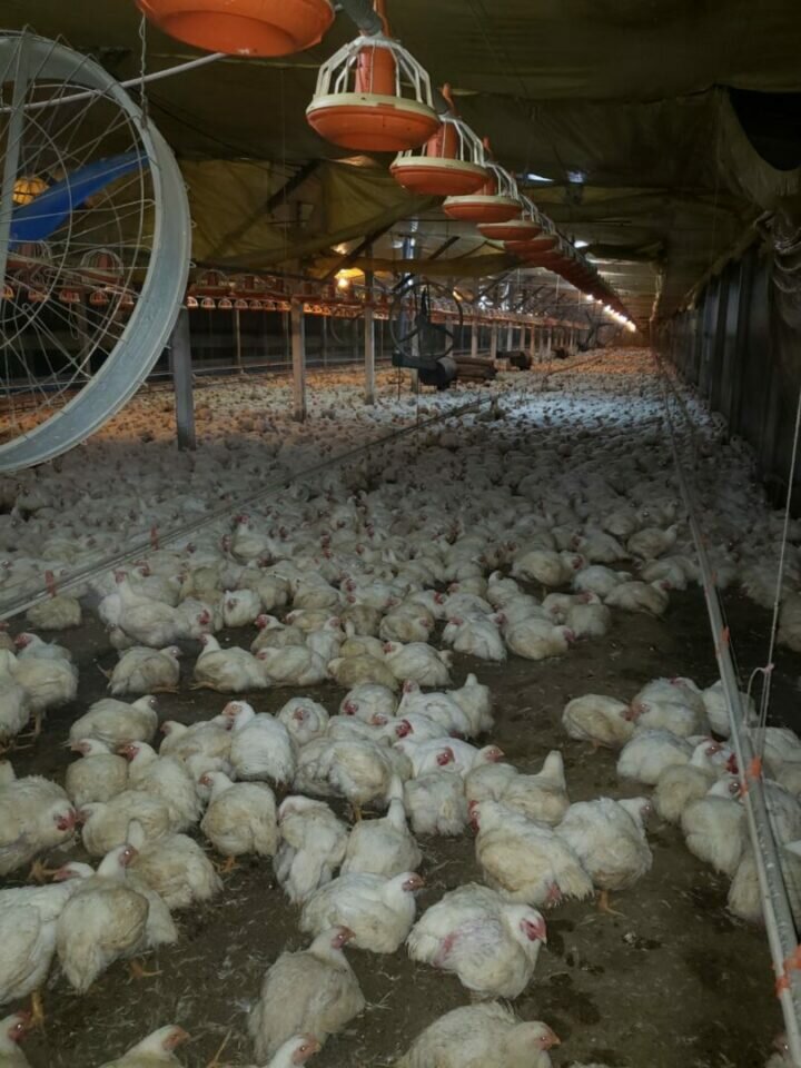 Granja de frangos de corte 80 mil aves