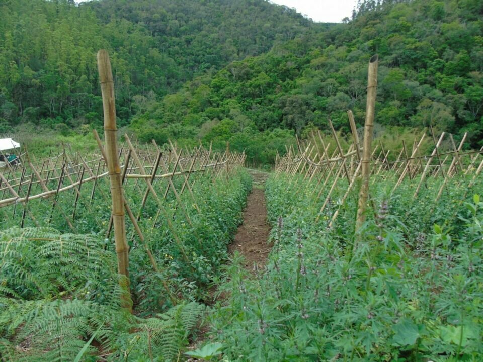 Fazenda em Cerro Azul com 2468400,00m2