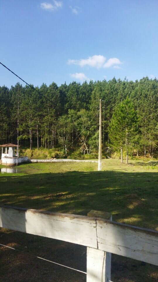 FAZENDA DE EUCALIPTO PARA EXPORTAÇÃO