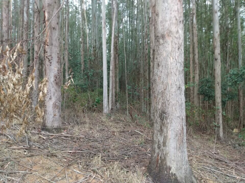 FAZENDA DE EUCALIPTO PARA EXPORTAÇÃO