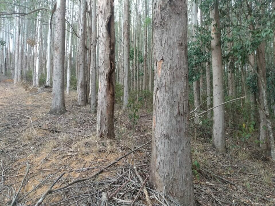 FAZENDA DE EUCALIPTO PARA EXPORTAÇÃO