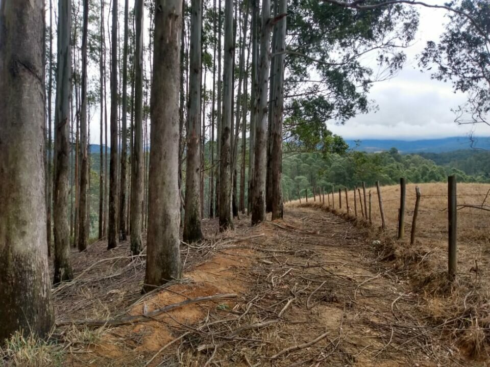 FAZENDA DE EUCALIPTO PARA EXPORTAÇÃO