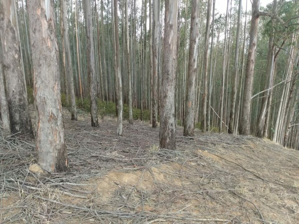 FAZENDA DE EUCALIPTO PARA EXPORTAÇÃO
