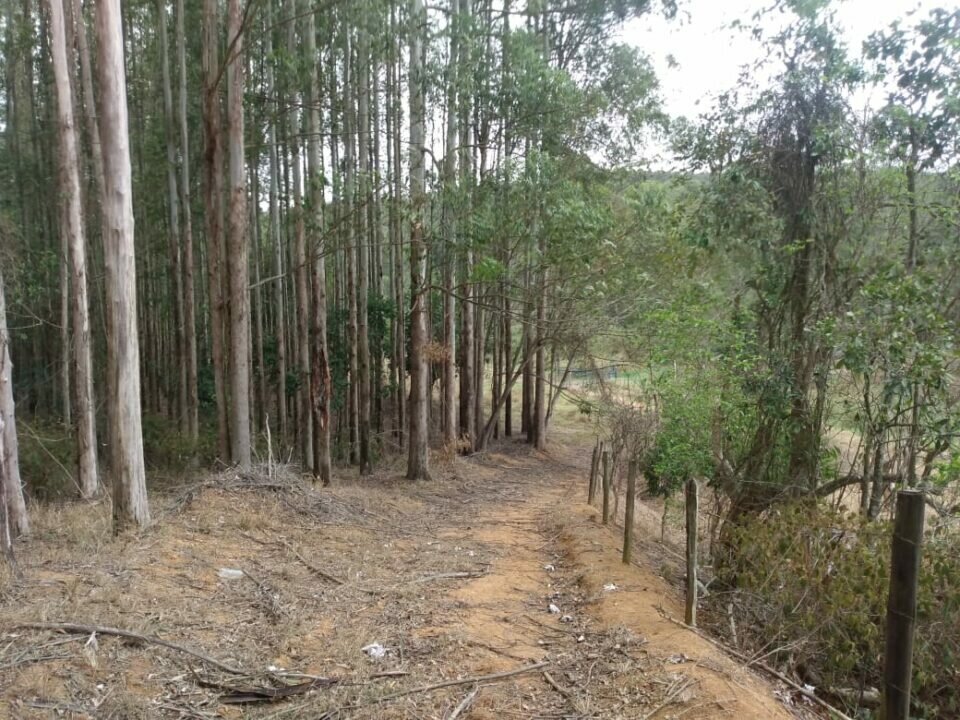 FAZENDA DE EUCALIPTO PARA EXPORTAÇÃO