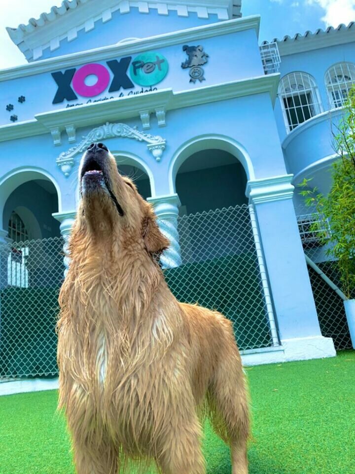 XOXO PET Daycare, Hotel, Banho e Tosa, Natação, Fisioterapia e Acupuntura