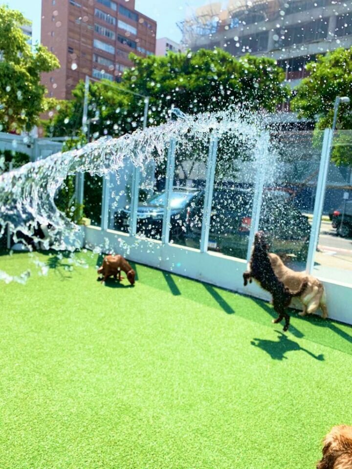 XOXO PET Daycare, Hotel, Banho e Tosa, Natação, Fisioterapia e Acupuntura
