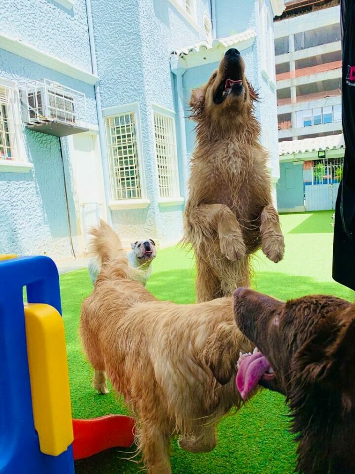 XOXO PET Daycare, Hotel, Banho e Tosa, Natação, Fisioterapia e Acupuntura