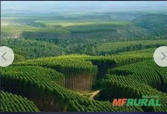 GRANDE FÁBRICA DE CELULOSE À VENDA