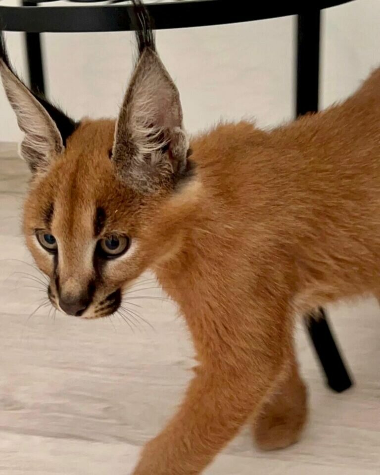 Caracal gatinho caracal disponível