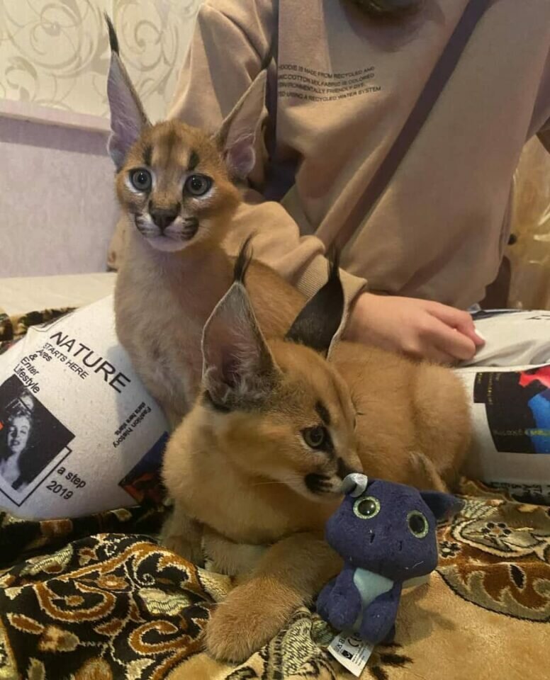 Caracal gatinho caracal disponível
