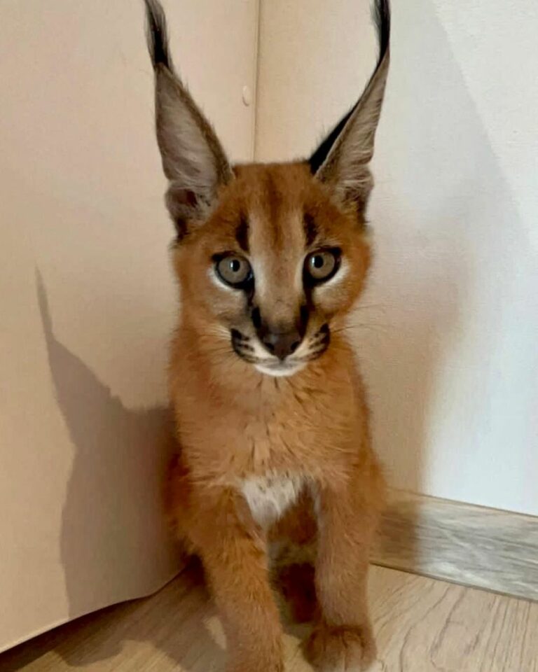 Caracal gatinho caracal disponível
